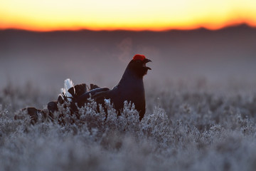 Wall Mural - Black grouse calling at dawn at sunrise