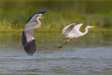 Wall Mural - gray heron (ardea cinerea) and white egret (egretta alba) in flight over water