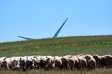 Wall Mural - sheep grazing with wind turbine in the background