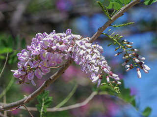 Wall Mural - Pink trumpet tree flowers on the branch.