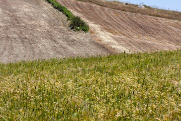 Wall Mural - growing cereals with other crops on the blurred background