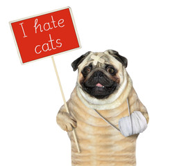 Wall Mural - The dog pug with a broken leg is holding a red protest sign that says I hate cats. White background. Isolated.