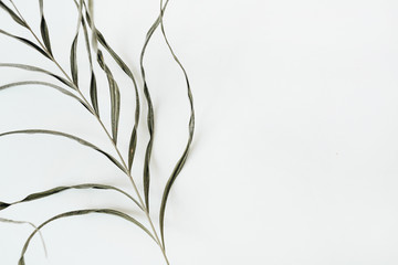 Wall Mural - Closeup of stringy green plant on white background. Flat lay, top view.