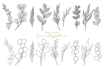 hand drawn eucalyptus leaves