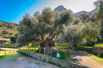 Monumental olive tree in Kavusi.It is a natural monument which is considered to be the oldest olive tree in the world with an age of over 3500 years old.