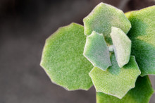Hazy Green And Scallop Like And Thick Fur On The Leaves Surface Of Kalanchoe Milliot Succulent Plant