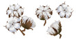 Beautiful cotton flower realistic on white background, softness, cotton wool, environmentally friendly raw materials