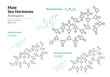 Testosterone, Androstenediol, Dihydrotestosterone. Male Sex Hormones. Structural Chemical Formula and Molecule Model. Line Design. Vector Illustration
