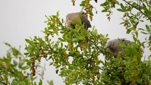 Two Ring-Necked Doves Feeding On Common Wild Currant Tree, Still Close Up Shot