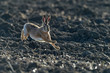 Brown European hare is running in the beautiful light on brown field,european wildlife, wild animal in the nature habitat, lepus europaeus.