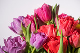 Fototapeta Tulipany - bouquet of colorful spring tulips with water drops on white background