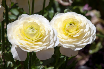 Wall Mural - Sydney Australia, white ranunculus flowers in garden