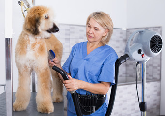 hairdresser professional dries hair by fen dog fur Afghan hound dog in hairdresser for animal