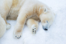 Funny Polar Bear. The Polar Bear Is Asleep. Sleeping White Bear