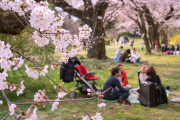 Wall Mural - Picnic under cherry trees (Hanami) in Tokyo, Japan　東京の公園で花見をする人々