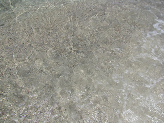 Wall Mural - abstract natural background small fishes in coastal water on a background of sand in the Red Sea