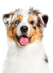 Wall Mural - australian shepherd blue-eyed merle puppy muzzle