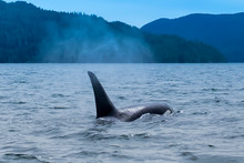 Killer Whale In Tofino Mountains In Background, View From Boat On A Killer Whale