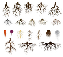 Root System Set Vector Illustrations. Taproot And Fibrous Rooted Brown Silhouettes Of Various Plants, Trees, Vegetables Below Ground Level. Underground Branched Root Design Isolated Icons On White