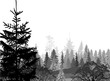 large dark grey firs forest on white