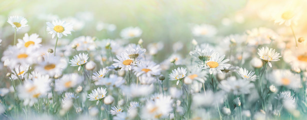 Beautiful nature, selective and soft focus on daisy flower in meadow, daisy flowers lit by sunlight