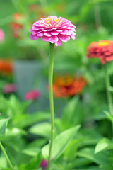 Wall Mural - Pink Zinnia flower