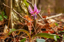 Erythronium (Dog Tooth Violets) Flower It Has Been Cultivated In Europe Since 1570 Because Of Its Beautiful Flowers, And There Are More Than A Dozen Cultivated Features.