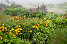 Yellow Daylilies Bloom In The Garden On A Foggy Summer Morning.