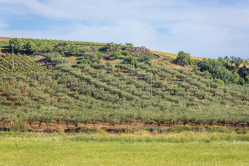 Wall Mural - Vineyards and olive tree orchards in Trapani Province of Sicily autonomous region in Italy