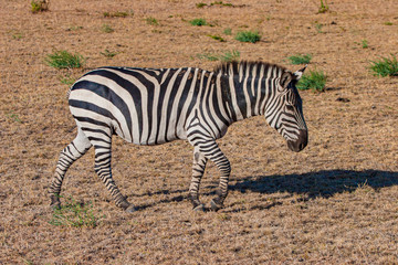 Wall Mural - Africa. Kenya. Zebra close-up. Zebra walks across a brown field. Fauna of Africa. Animals Of Kenya. Cloven-hoofed animal. Travel to Africa.