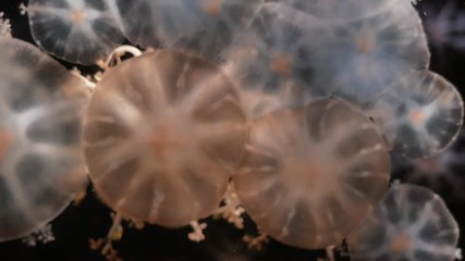 Wall Mural - Close-up Jellyfish, Medusa in fish tank with neon light. Jellyfish is free-swimming marine coelenterate with a jellylike bell- or saucer-shaped body that is typically transparent