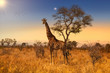 Giraffe in Sunset in Kruger National Park, South Africa