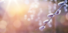 Closeup Of Blooming Willow Tree In Spring On Sunny Bokeh  Background.
