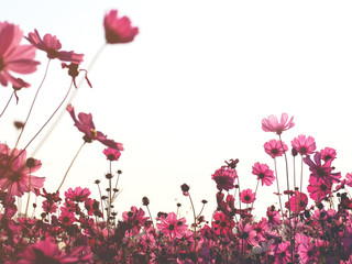 Wall Mural - pink cosmos flower in the field in the morning over white background.