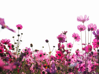Wall Mural - pink cosmos flower in the field in the morning over white background.