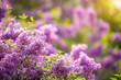 Beautiful Syringa vulgaris or lilac blossom in spring time in Prague