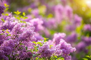 beautiful syringa vulgaris or lilac blossom in spring time in prague