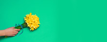 A Woman's Hand Holds A Yellow Daffodil Bouquet On A Green Background With Copy Space. Festive Promotion Composition For Web Banner, Promo Poster.