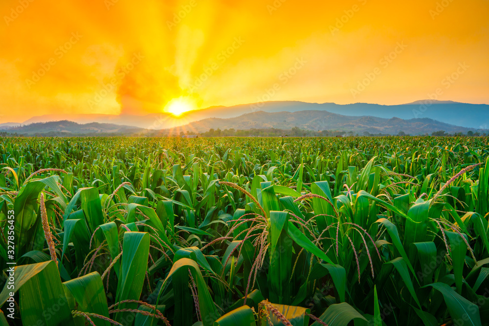 green corn field in agricultural garden and light shines sunset - obrazy, fototapety, plakaty 