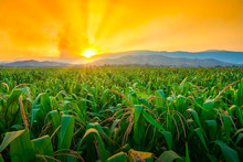 Green Corn Field In Agricultural Garden And Light Shines Sunset