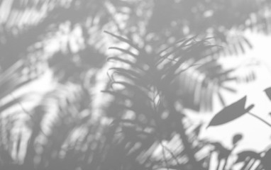 Naklejka na meble abstract background of shadows palm leaf on a white wall. White and Black.