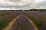 Fototapeta Lawenda - Lavender flowers blooming scented fields in endless rows. Landscape in Valensole plateau, Provence, France, Europe