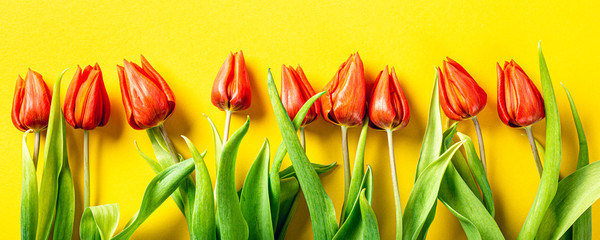 Wall Mural - Orange tulips over yellow background, Easter. Birthday, mother day greeting card concept with copy space. Top view, flat lay. Banner.