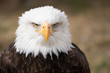 Face portrait of an American bald eagle