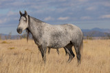 Fototapeta Konie - A Majestic Wild Horse in Fall in the Utah Desert