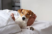 Emotional Support Animal Concept. Sleeping Man's Feet With Jack Russell Terrier Dog In Bed. Adult Male And His Pet Lying Together On White Linens Covered With Blanket. Close Up, Copy Space, Background