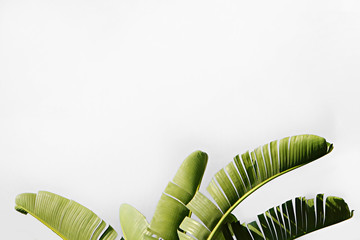 Group of big green banana leaves of exotic palm tree in sunshine on white background. Tropical plant foliage with visible texture. Pollution free symbol. Close up, copy space.