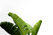 canvas print picture - Group of big green banana leaves of exotic palm tree in sunshine on white background. Tropical plant foliage with visible texture. Pollution free symbol. Close up, copy space.