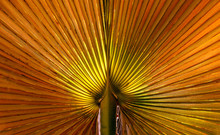 Yellow Palm Leaves Close-up Against Sunlight