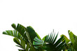 canvas print picture - Group of big green banana leaves of exotic palm tree in sunshine on white background. Tropical plant foliage with visible texture. Pollution free symbol. Close up, copy space.